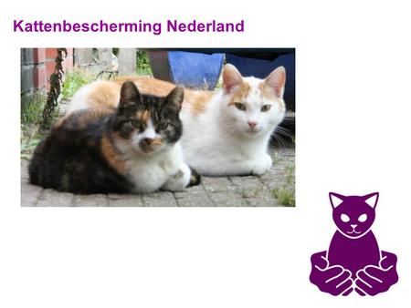 Kattenbescherming Nederland. Doel: Opvang en beschermen van (zwerf)katten én mensen bewust maken van het verantwoord houden van een kat Waarom: Als mensen.