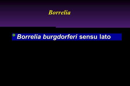 Borrelia Borrelia burgdorferi sensu lato.