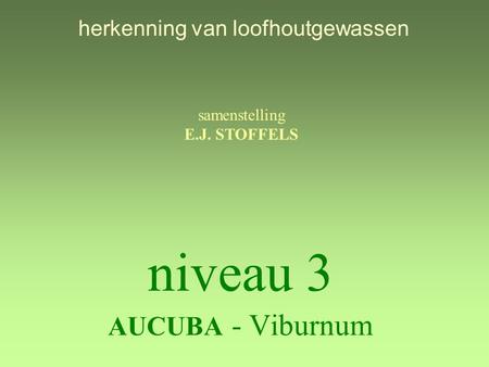 niveau 3 AUCUBA - Viburnum