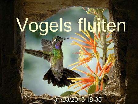 Vogels fluiten 9/04/2017 9:56.