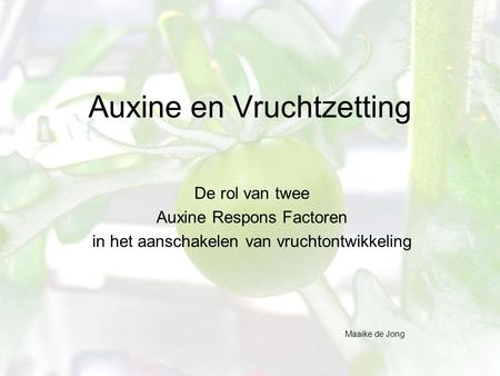 Auxine en Vruchtzetting De rol van twee Auxine Respons Factoren in het aanschakelen van vruchtontwikkeling Maaike de Jong.