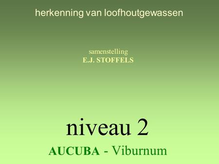 niveau 2 AUCUBA - Viburnum