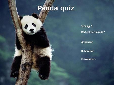 Panda quiz Vraag 1 Wat eet een panda? A: banaan B: bamboe C: walnoten.
