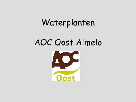 Waterplanten AOC Oost Almelo Acorus calamus - kalmoes.