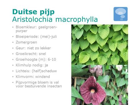 Duitse pijp Aristolochia macrophylla