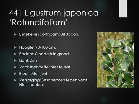 441 Ligustrum japonica ‘Rotundifolium’