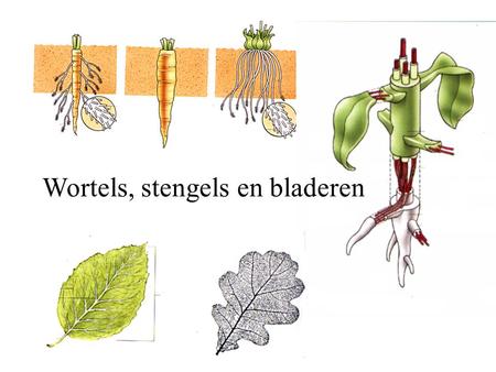Wortels, stengels en bladeren