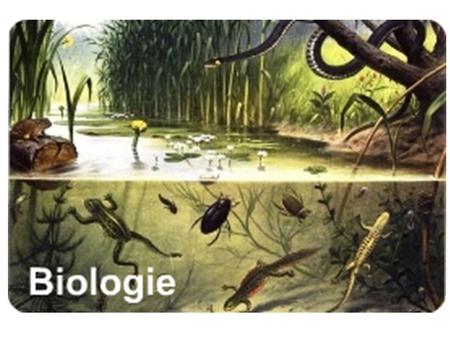 Terugblik BS 1 en 2 Biologie is de studie van organismen (levende wezens)