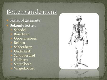 Botten van de mens Skelet of geraamte Bekende botten Schedel Borstbeen