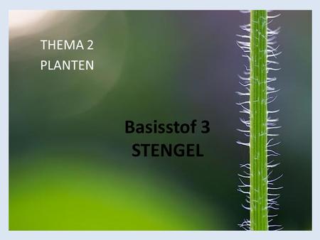 THEMA 2 PLANTEN Basisstof 3 STENGEL.