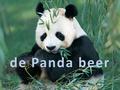 de Panda beer Ik doe mijn spreekbeurt over de panda