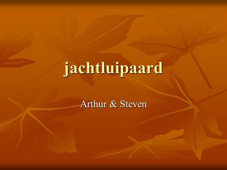 Jachtluipaard Arthur & Steven.