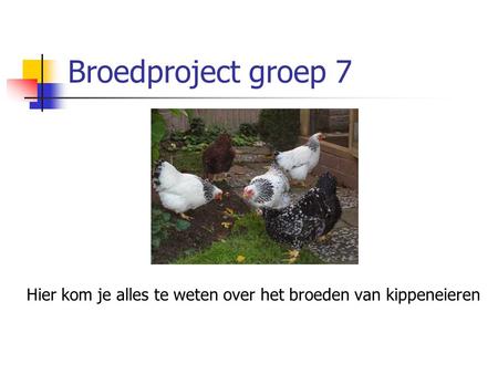Broedproject groep 7 Hier kom je alles te weten over het broeden van kippeneieren.