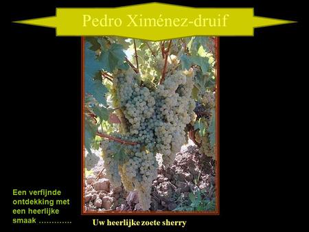 Pedro Ximénez-druif Uw heerlijke zoete sherry