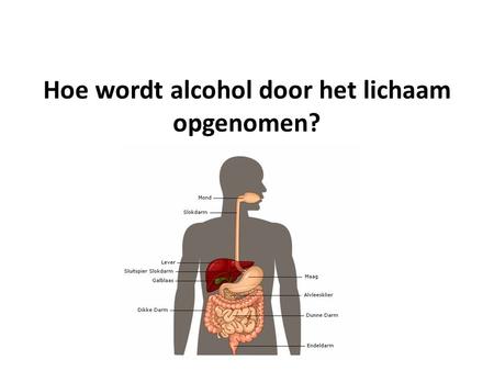 Hoe wordt alcohol door het lichaam opgenomen?