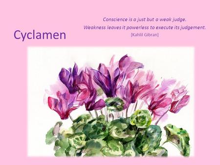 Cyclamen Conscience is a just but a weak judge. Weakness leaves it powerless to execute its judgement. [Kahlil Gibran]