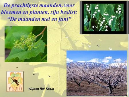 De prachtigste maanden, voor bloemen en planten, zijn beslist: “De maanden mei en juni” Wijnen Raf Krols.