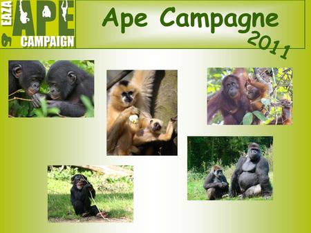 Ape Campagne 2011 De EAZA mensapen campagne richt zich op de apensoorten die bedreigd of ernstig bedreigd zijn met uitsterven. Dit zijn alle 24 soorten.