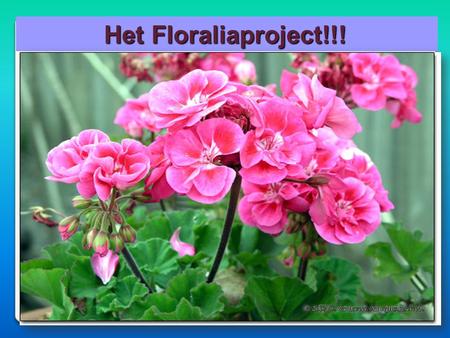 Het Floraliaproject!!!.