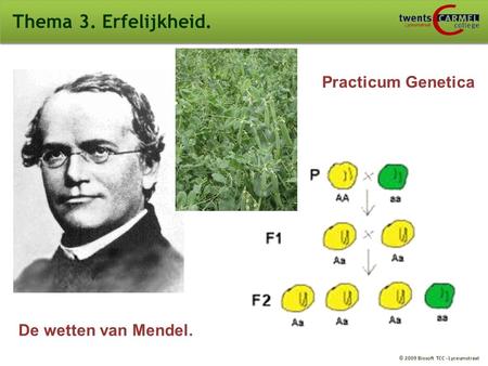 Thema 3. Erfelijkheid. Practicum Genetica De wetten van Mendel.