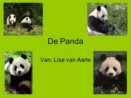 De Panda Van: Lisa van Aarle.