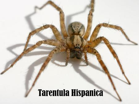 Tarentula Hispanica.