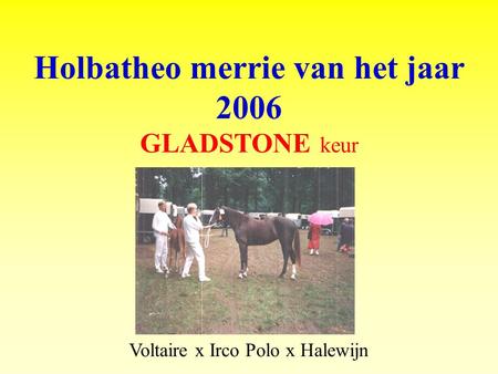 Holbatheo merrie van het jaar 2006 GLADSTONE keur Voltaire x Irco Polo x Halewijn.