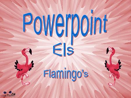 Powerpoint Els Flamingo's.