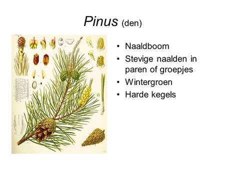 Pinus (den) Naaldboom Stevige naalden in paren of groepjes Wintergroen