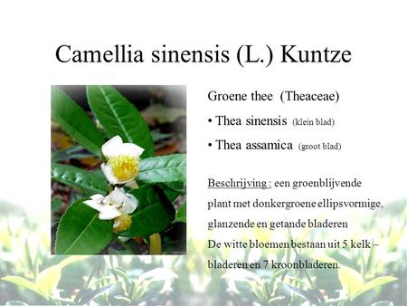 Camellia sinensis (L.) Kuntze