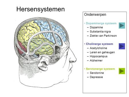 Hersensystemen Onderwerpen Dopaminerge systeem Dopamine