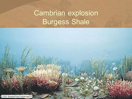 Cambrian explosion Burgess Shale