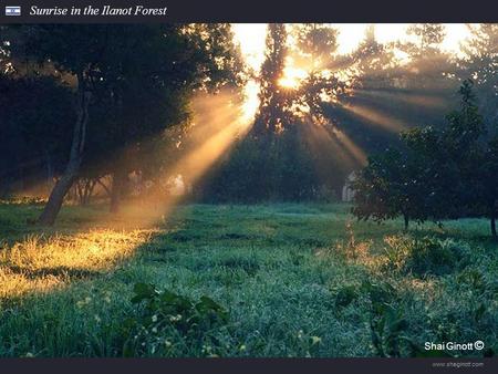 www.shaiginott.com Sunrise in the Ilanot Forest Shai Ginot Shai Ginott ©
