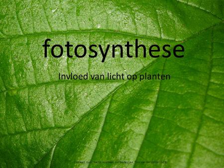 fotosynthese Invloed van licht op planten