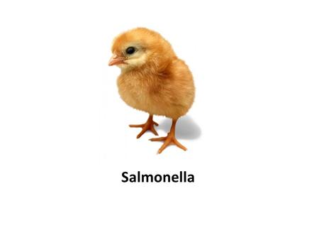 Salmonella.