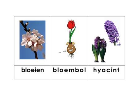 bloeien bloembol hyacint