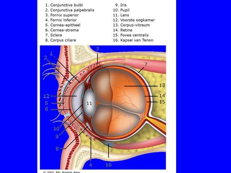 Conjunctivitis een ontsteking van het bindvlies van het oog;