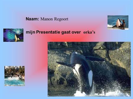 mijn Presentatie gaat over orka’s