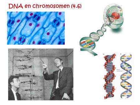 DNA en chromosomen (4.6).