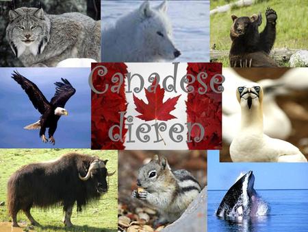 Canadese dieren.