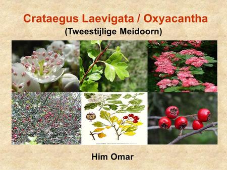Crataegus Laevigata / Oxyacantha (Tweestijlige Meidoorn)
