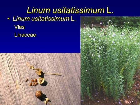 Linum usitatissimum L. Linum usitatissimum L. Vlas Linaceae.