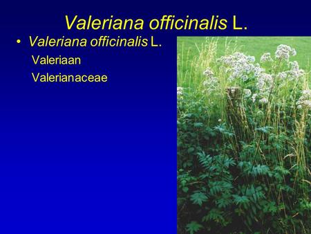 Valeriana officinalis L.