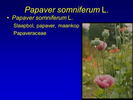Papaver somniferum L. Papaver somniferum L. Slaapbol, papaver, maankop