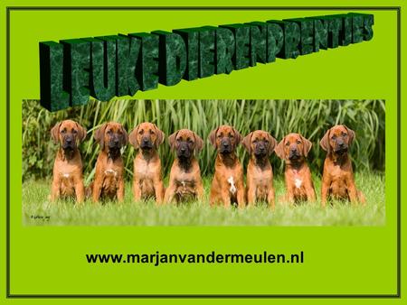 Leuke Dierenprentjes www.marjanvandermeulen.nl.