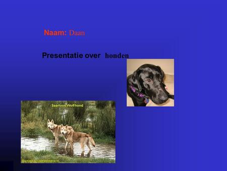 Presentatie over honden