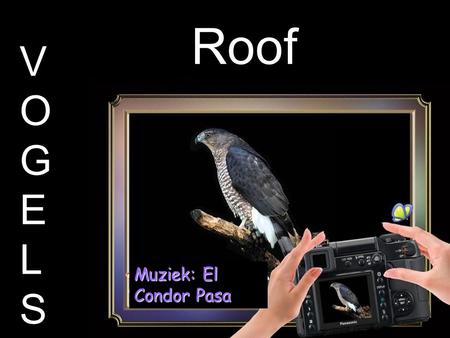 Roof VOGELSVOGELS Muziek: El Condor Pasa Condor.