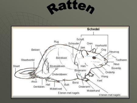 Ratten.