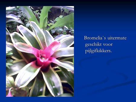 Bromelia`s uitermate geschikt voor pijlgifkikkers.