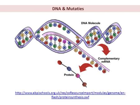 DNA & Mutaties http://www.abpischools.org.uk/res/coResourceImport/modules/genome/en-flash/proteinsynthesis.swf.